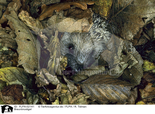 Braunbrustigel / European Hedgehog / FLPA-02141