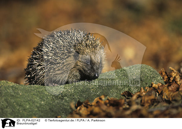 Braunbrustigel / European Hedgehog / FLPA-02142