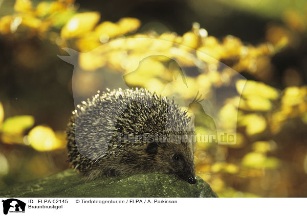 Braunbrustigel / European Hedgehog / FLPA-02145