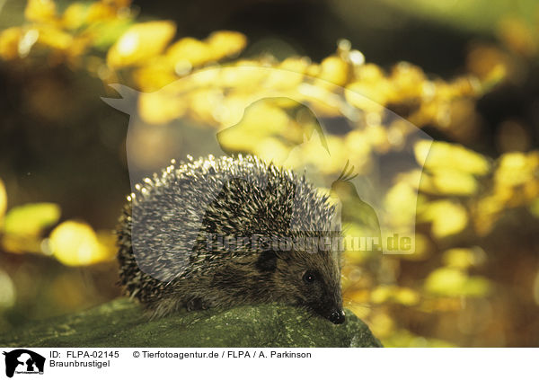 Braunbrustigel / European Hedgehog / FLPA-02145