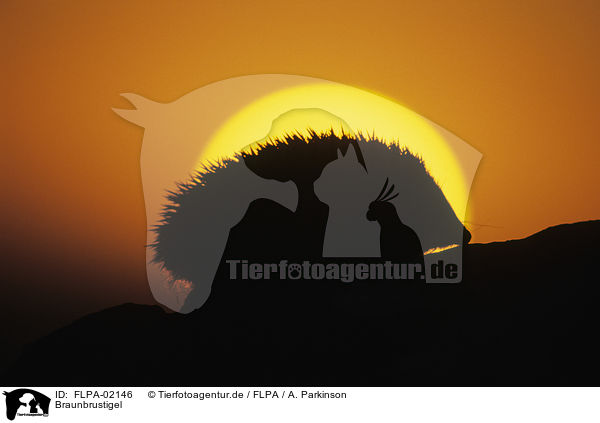 Braunbrustigel / European Hedgehog / FLPA-02146