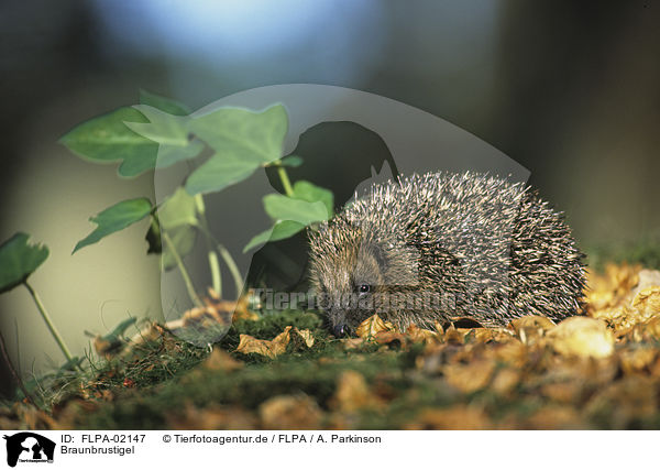 Braunbrustigel / European Hedgehog / FLPA-02147