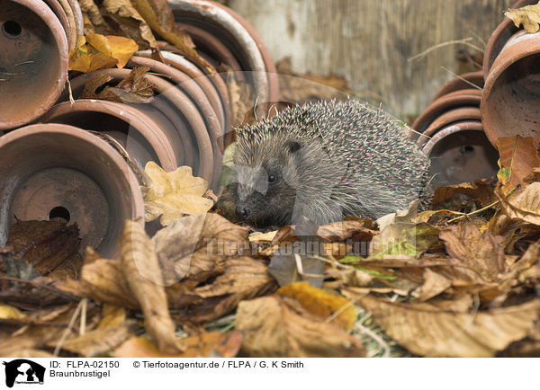 Braunbrustigel / European Hedgehog / FLPA-02150