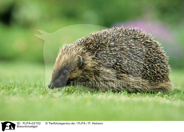 Braunbrustigel / European Hedgehog / FLPA-02152