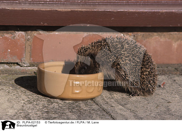 Braunbrustigel / European Hedgehog / FLPA-02153