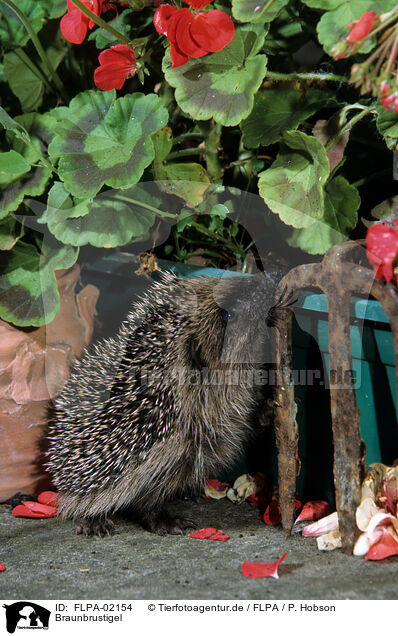 Braunbrustigel / European Hedgehog / FLPA-02154