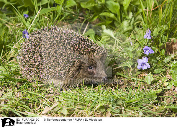 Braunbrustigel / European Hedgehog / FLPA-02160