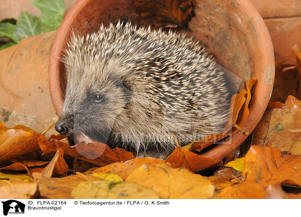 Braunbrustigel / European Hedgehog / FLPA-02164
