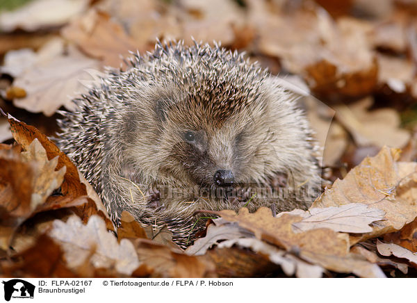 Braunbrustigel / European Hedgehog / FLPA-02167