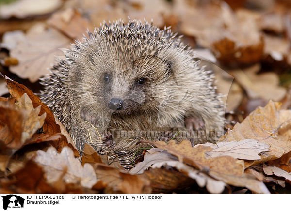 Braunbrustigel / European Hedgehog / FLPA-02168
