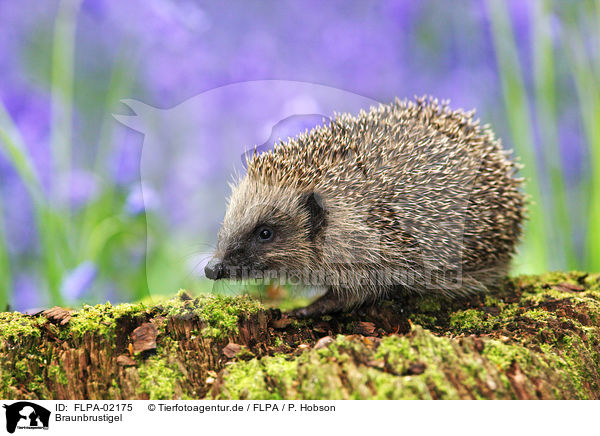 Braunbrustigel / European Hedgehog / FLPA-02175