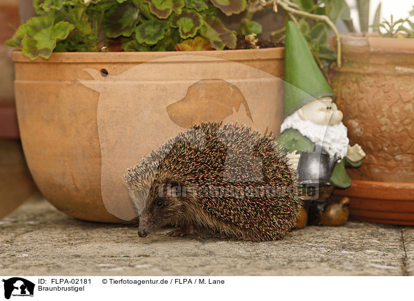 Braunbrustigel / European Hedgehog / FLPA-02181