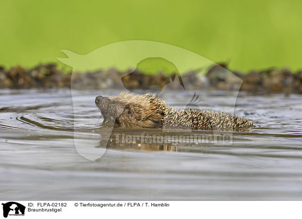 Braunbrustigel / European Hedgehog / FLPA-02182