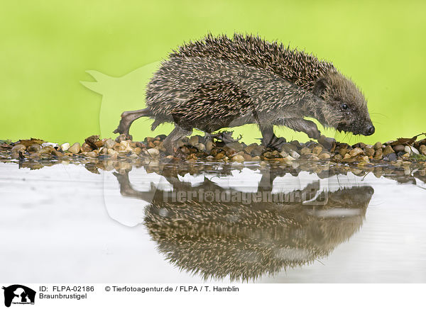Braunbrustigel / European Hedgehog / FLPA-02186