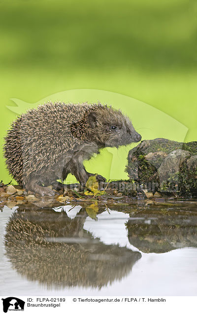 Braunbrustigel / European Hedgehog / FLPA-02189