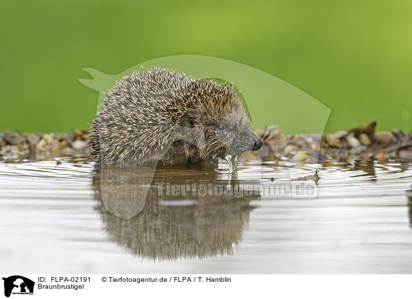 Braunbrustigel / European Hedgehog / FLPA-02191