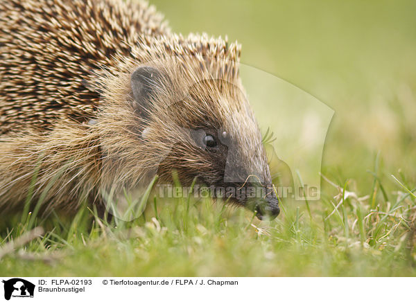 Braunbrustigel / European Hedgehog / FLPA-02193