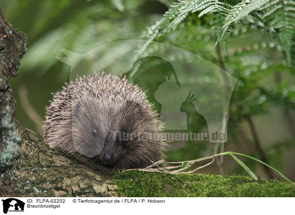 Braunbrustigel / European Hedgehog / FLPA-02202