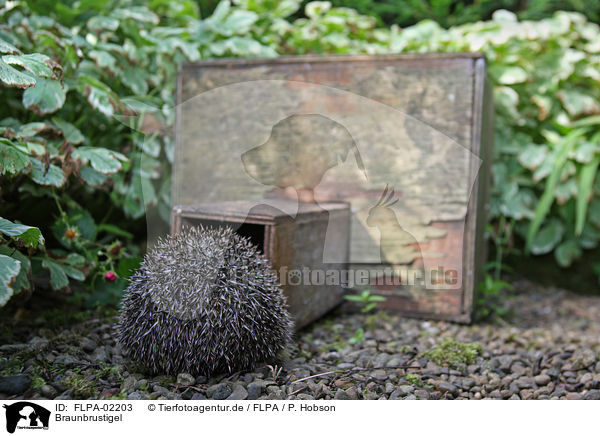 Braunbrustigel / European Hedgehog / FLPA-02203