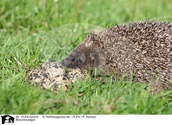 Braunbrustigel / European Hedgehog / FLPA-02205