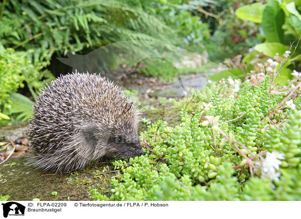 Braunbrustigel / European Hedgehog / FLPA-02209