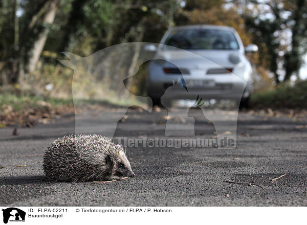 Braunbrustigel / European Hedgehog / FLPA-02211