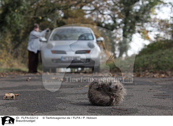 Braunbrustigel / European Hedgehog / FLPA-02212