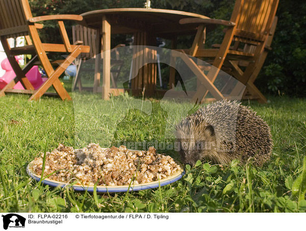 Braunbrustigel / European Hedgehog / FLPA-02216