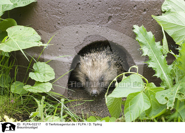 Braunbrustigel / European Hedgehog / FLPA-02217