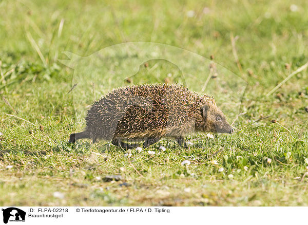 Braunbrustigel / European Hedgehog / FLPA-02218