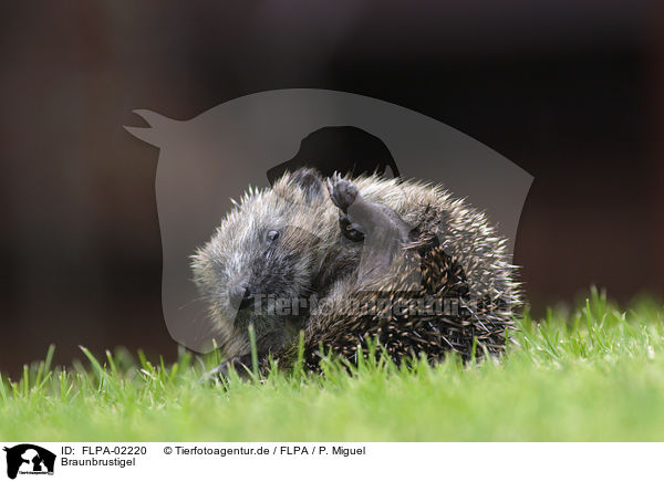 Braunbrustigel / European Hedgehog / FLPA-02220