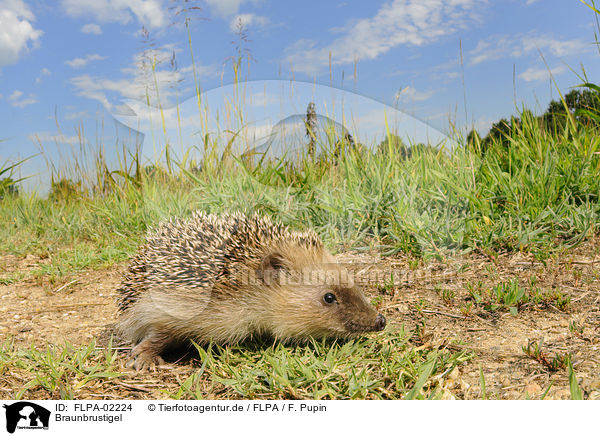 Braunbrustigel / European Hedgehog / FLPA-02224