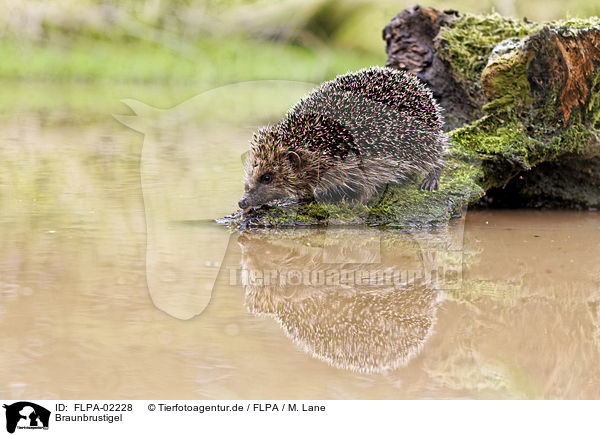 Braunbrustigel / European Hedgehog / FLPA-02228