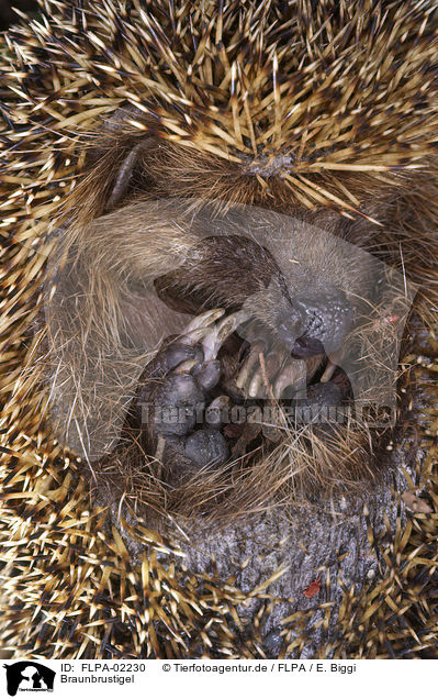 Braunbrustigel / European Hedgehog / FLPA-02230
