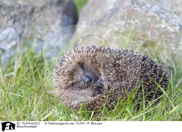 Braunbrustigel / European Hedgehog / FLPA-02231