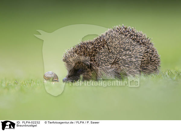 Braunbrustigel / European Hedgehog / FLPA-02232