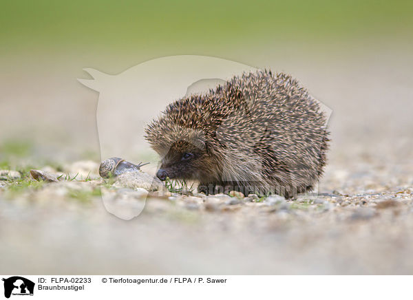 Braunbrustigel / European Hedgehog / FLPA-02233