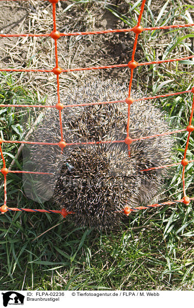 Braunbrustigel / European Hedgehog / FLPA-02236