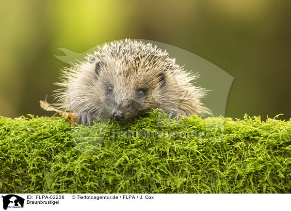Braunbrustigel / European Hedgehog / FLPA-02238