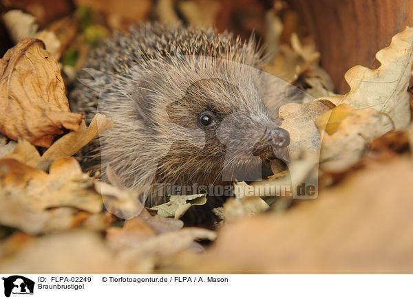 Braunbrustigel / European Hedgehog / FLPA-02249