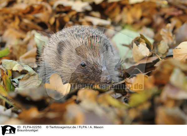 Braunbrustigel / European Hedgehog / FLPA-02250