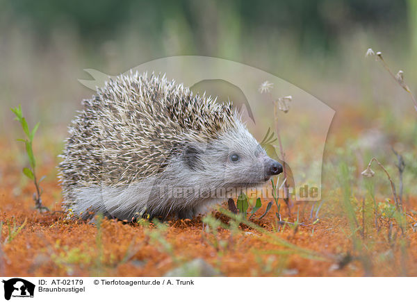 Braunbrustigel / European hedgehog / AT-02179