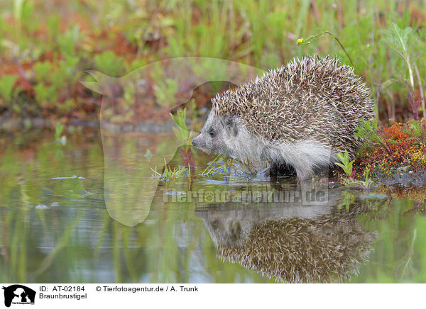 Braunbrustigel / European hedgehog / AT-02184
