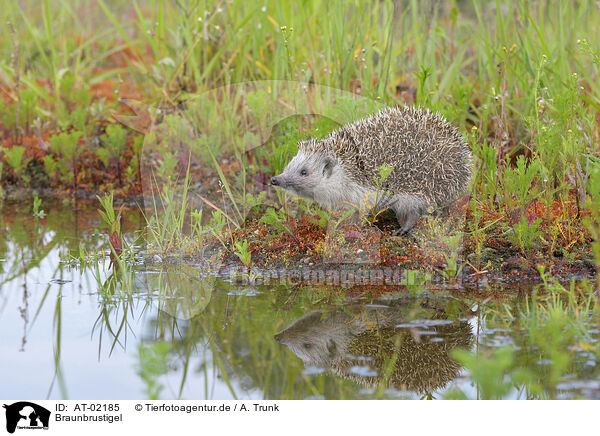 Braunbrustigel / European hedgehog / AT-02185