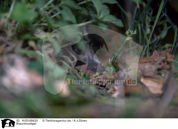 Braunbrustigel / European hedgehog / AVD-06620