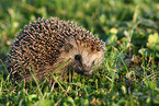 Igel