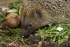 Braunbrustigel