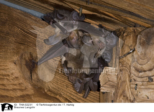 Braunes Langohr / common long-eared bat / THA-02231