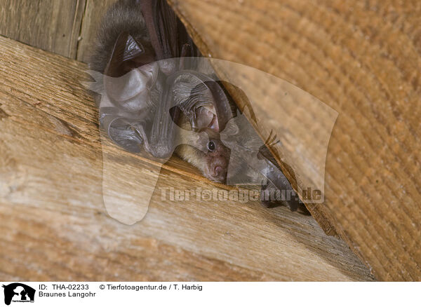 Braunes Langohr / common long-eared bat / THA-02233