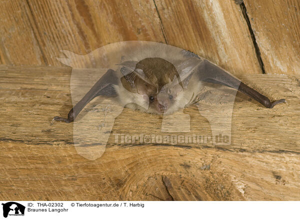 Braunes Langohr / common long-eared bat / THA-02302